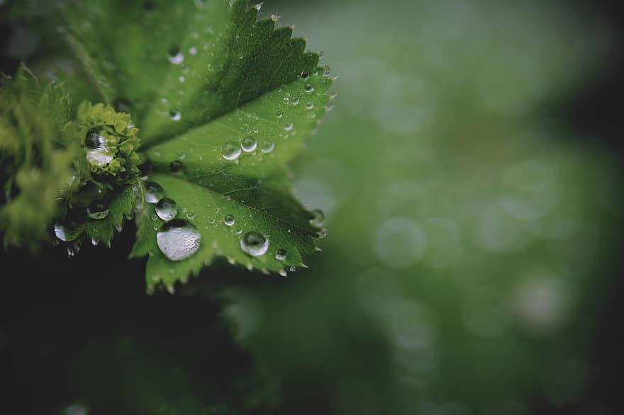 damlama, yağmur, su damlası, ıslak, yeşil, doğa, damlacıkları, Su, bokeh, bitki, frauenmantel