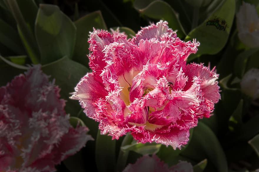 бахромчатые тюльпаны, цветок, розовый цветок, лепестки, розовые лепестки, цветение, цвести, Флора, завод, природа, лист