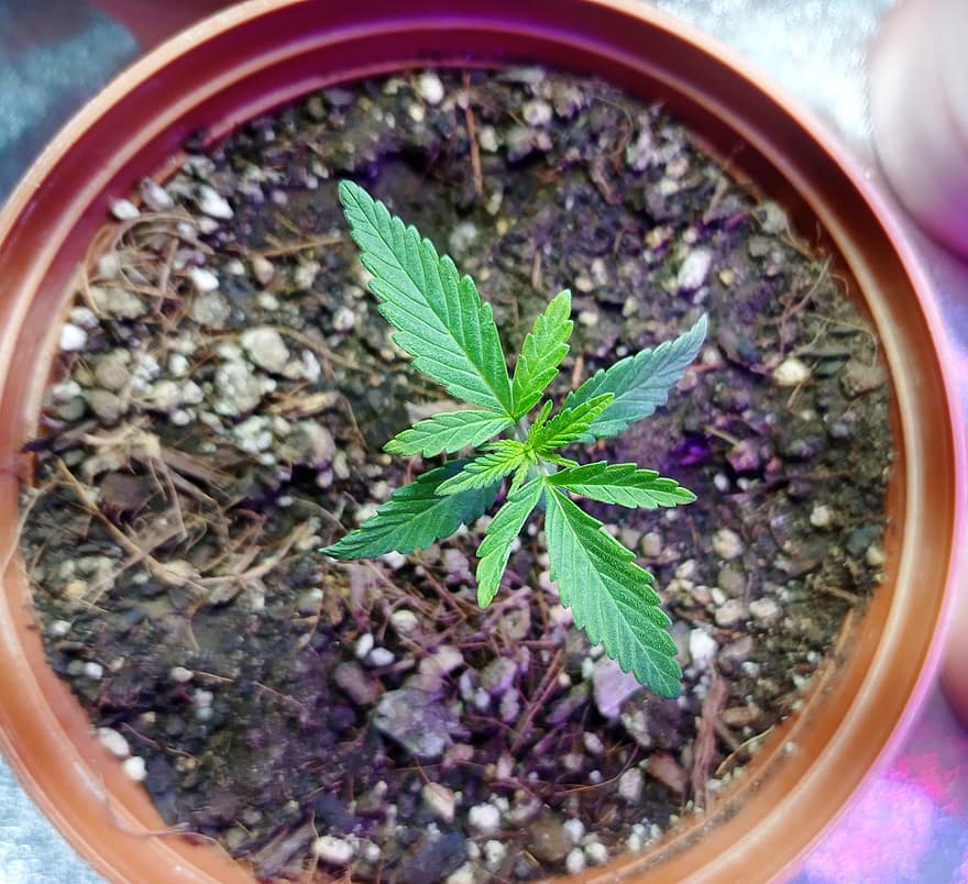 marihuana, konopí, bylina, květináč, rostlina, léčivý, list, bylinné konopí, detail, narkotický, růst