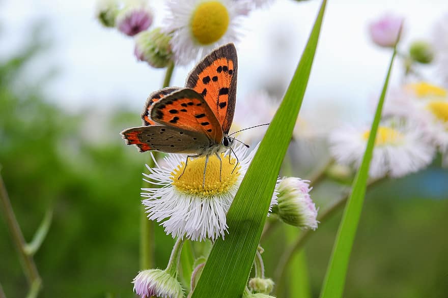 Small Copper, Butterfly, Insect, Flowers, Wings, Grass, Plant, Garden, Nature, close-up, flower