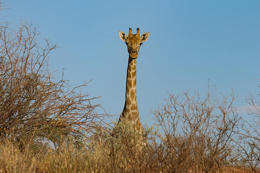 jirafa, animal, naturaleza, fauna silvestre, mamífero, safari, de cuello largo, patas largas, fotografía de vida silvestre