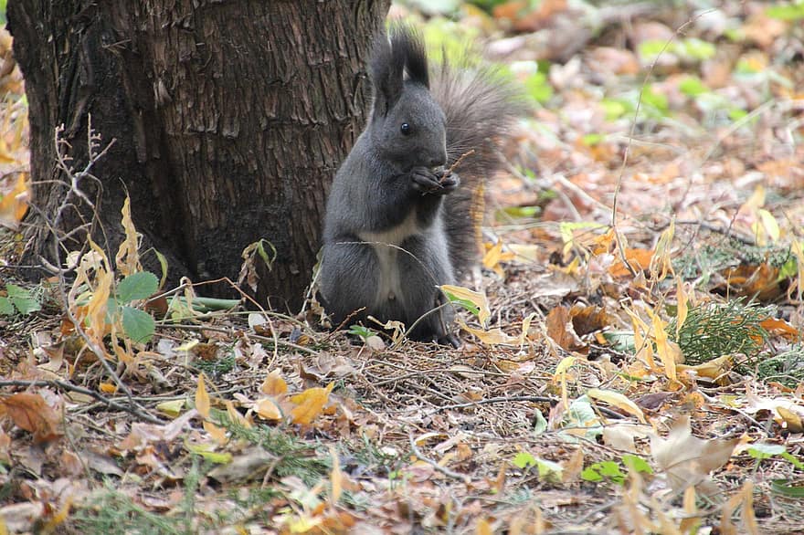 Squirrel, Animal, Nibble, Eating, Rodent, Mammal, Small Animal, Wildlife, Forest, Wilderness, Nature