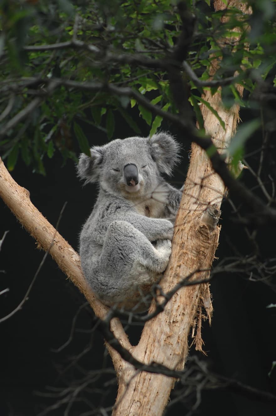Australia, Sydnej, Miś koala, zoo taronga, podróżować, sjesta, uroczy, zwierzę, Natura