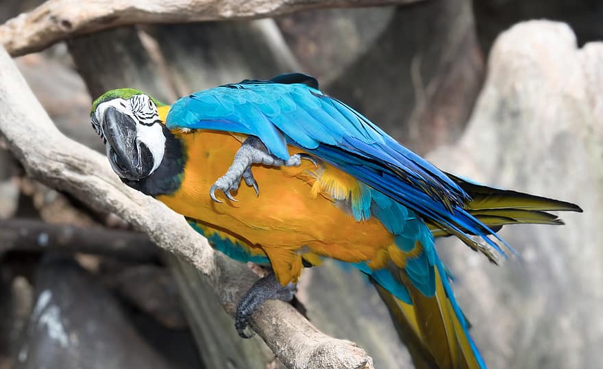 птица, папагал, ара, животно, дивата природа, многоцветни, син, клюн, жълт, перце, тропичен климат