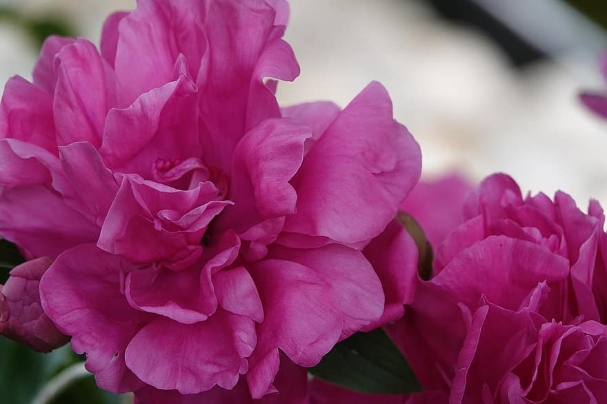 пион, цветок, цветок пиона, розовый цветок, лепестки, розовые лепестки, цветение, цвести, Флора, природа, завод