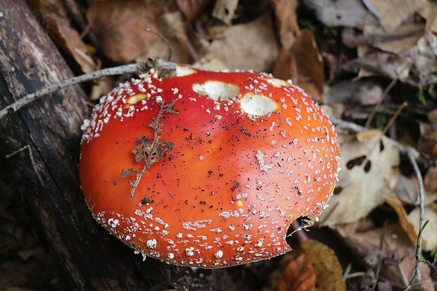 cogumelo, fungo, agaric de mosca, voar amanita, cogumelo vermelho, chão da floresta, natureza, outono
