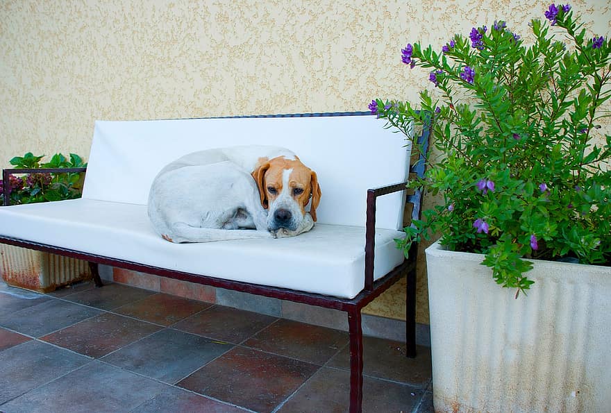 собака, домашнее животное, животное, охотничья собака, на диване, Спящая собака, диван, дорогая, остальное, декоративный куст, цветочный горшок