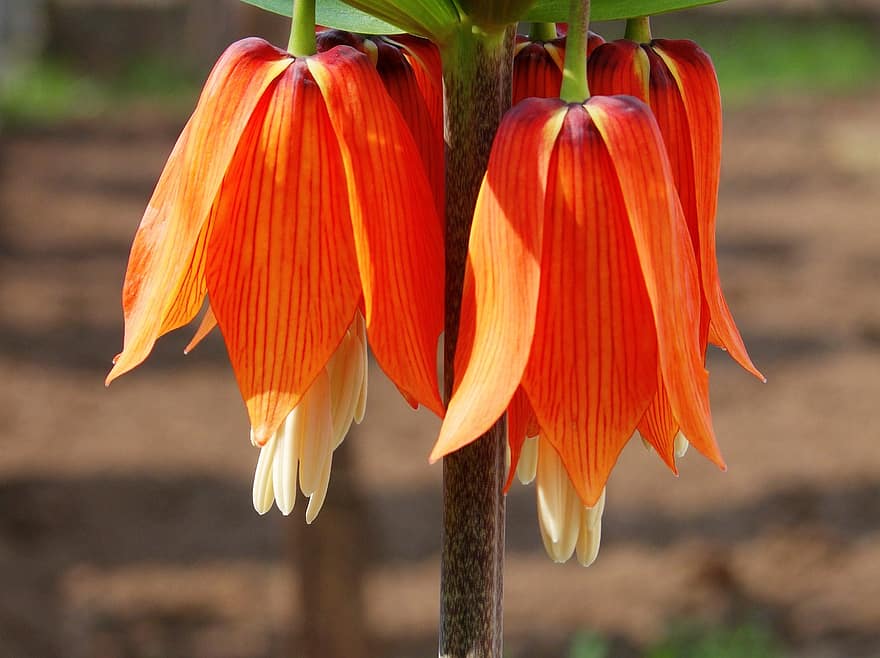 Crown Imperial, Flowers, Plant, Imperial Fritillary, Fritillaria Imperiali, Orange Flowers, Bulbous, Dangling, Fragrant, Stinky, Summer