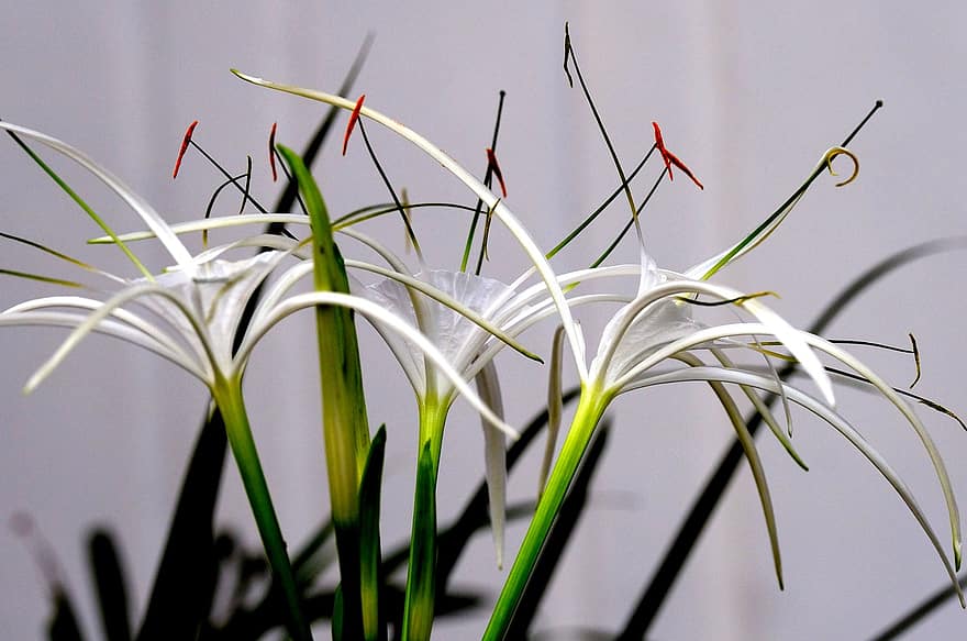 паяк лилия, цветя, растение, Hymenocallis, бели цветя, листенца, тичинките, разцвет, природа