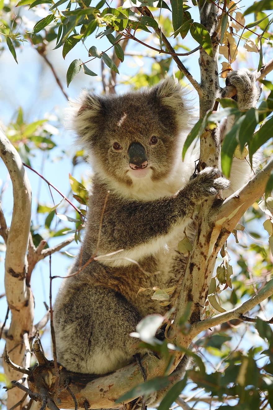 koala, marsupial, animal, sauvage, mammifère, fourrure, zoo, faune, arbre