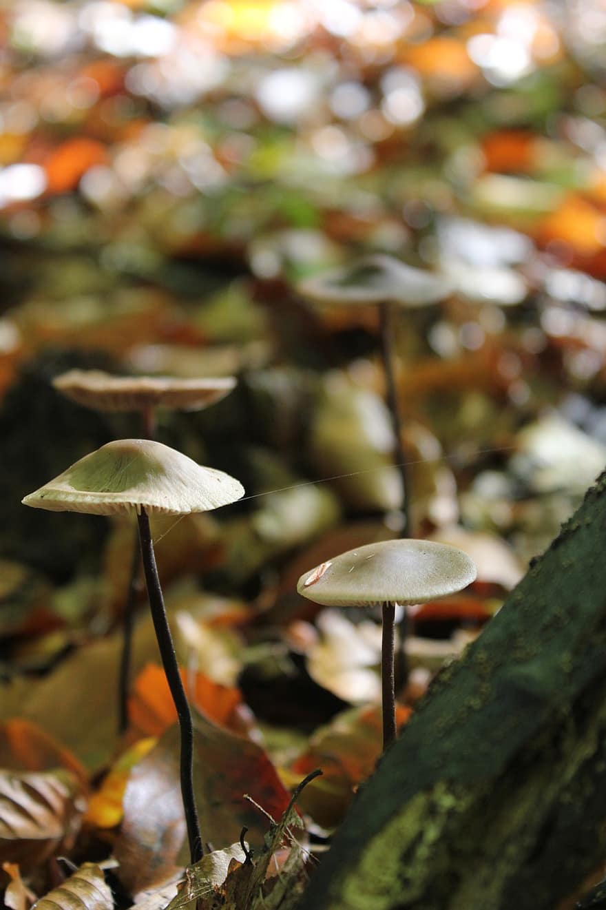 Грибы с чесноком, грибы, лес, Mycetinis Scorodonius, деревянный пол, природа, падать, осень