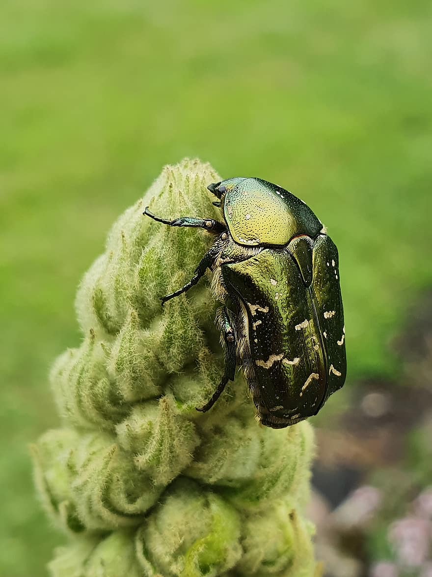 joaninha besouro, verbasco, inseto, verde, biodiversidade
