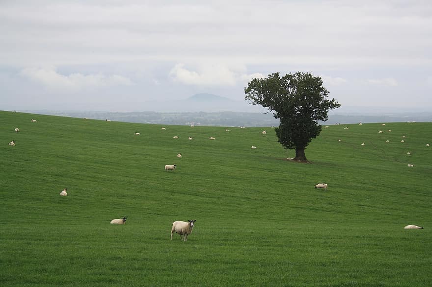Wieś, owca, pastwisko, pasący się, wiejski, krajobraz, Shropshire, uk, anglia, pole