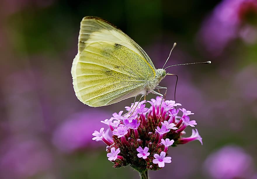 motýl, hmyz, květiny, opylit, opylování, motýlí křídla, okřídlený hmyz, lepidoptera, entomologie, malé květy, fialové květy