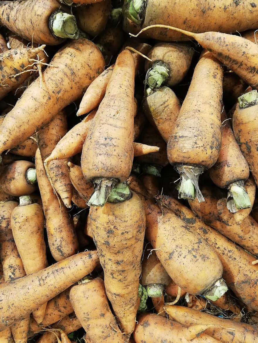 carote, Un mazzo di carote, produrre, raccogliere, verdure, nutriente