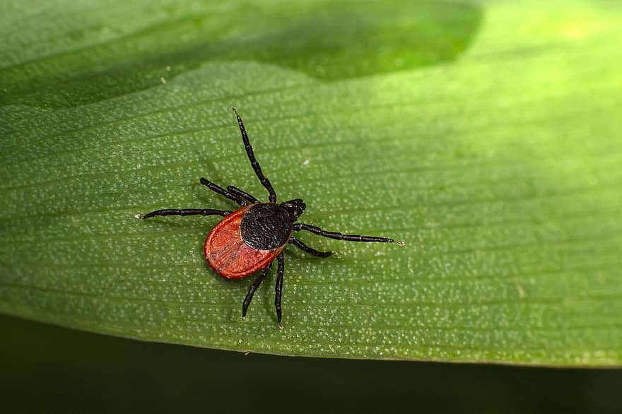 Tick, Insect, Parasitic, Arachnid, Animal, Ixodes Scapularis, Parasite, Deer Tick, Black-legged Tick, Disease, Danger