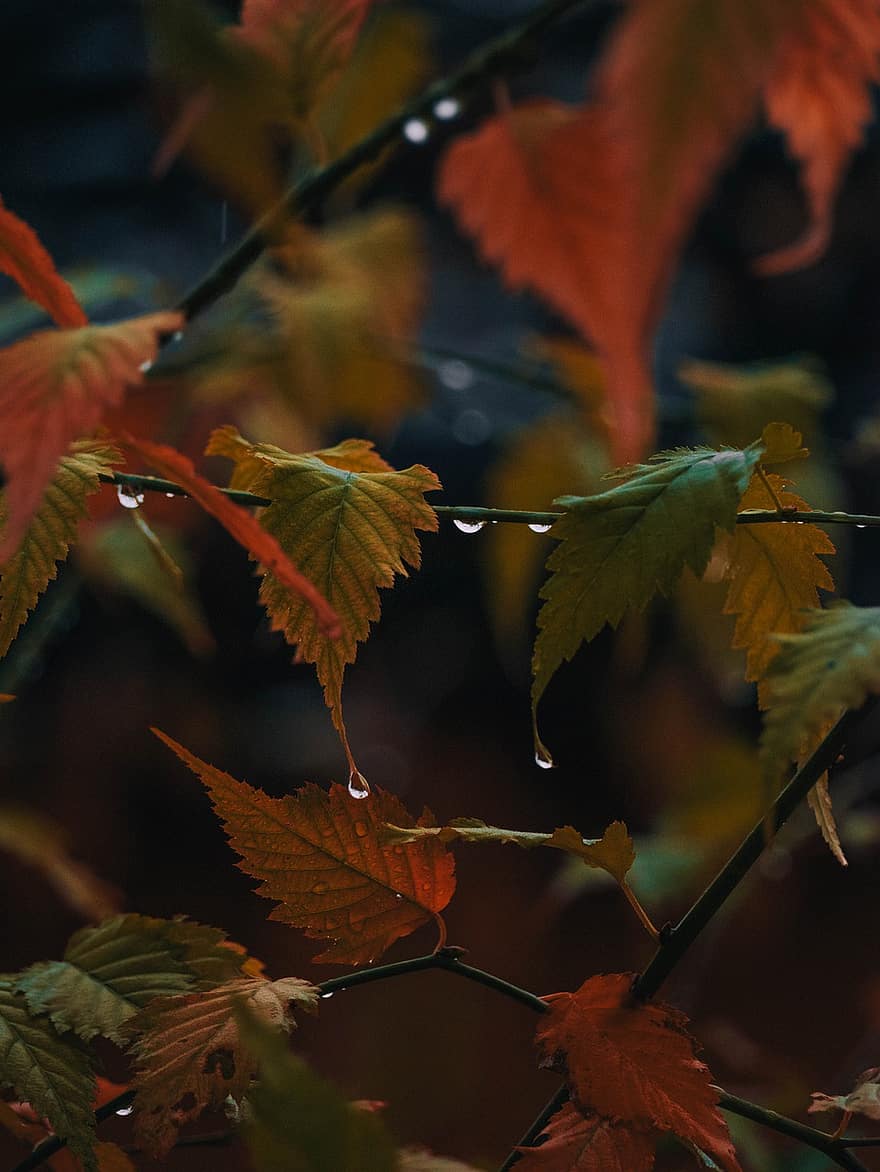 листья, природа, осень, время года, падать, дождь