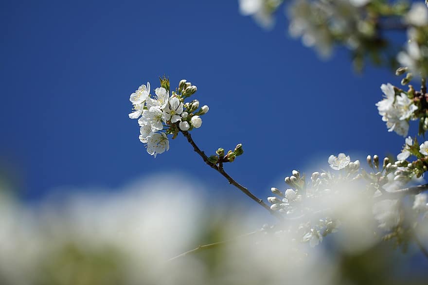 kirsikankukka, kukat, kevät, valkoinen, terälehdet, nuppu, kukka, kukinta, haara, koriste-kirsikka, puu