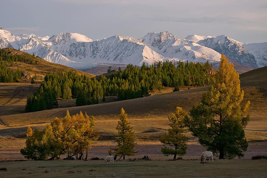 Altai, Mountains, Landscape, Snow, Sunrise, Trees, Field, Steppe, Nature, Scenery, Dawn