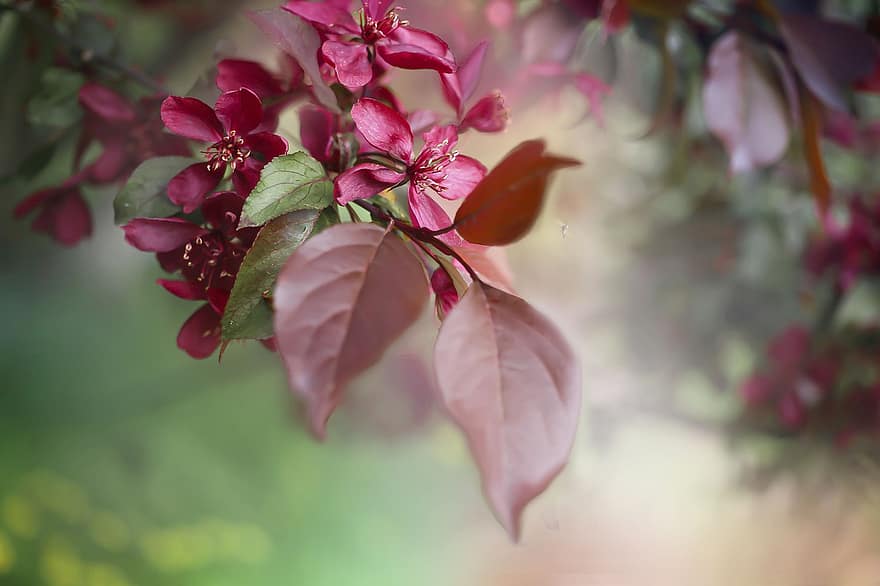 楽園のりんご、りんごの花、赤い花、フラワーズ、春、リンゴの木