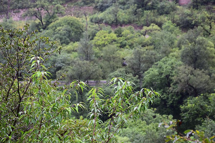 natură, pădure, copaci, Munte