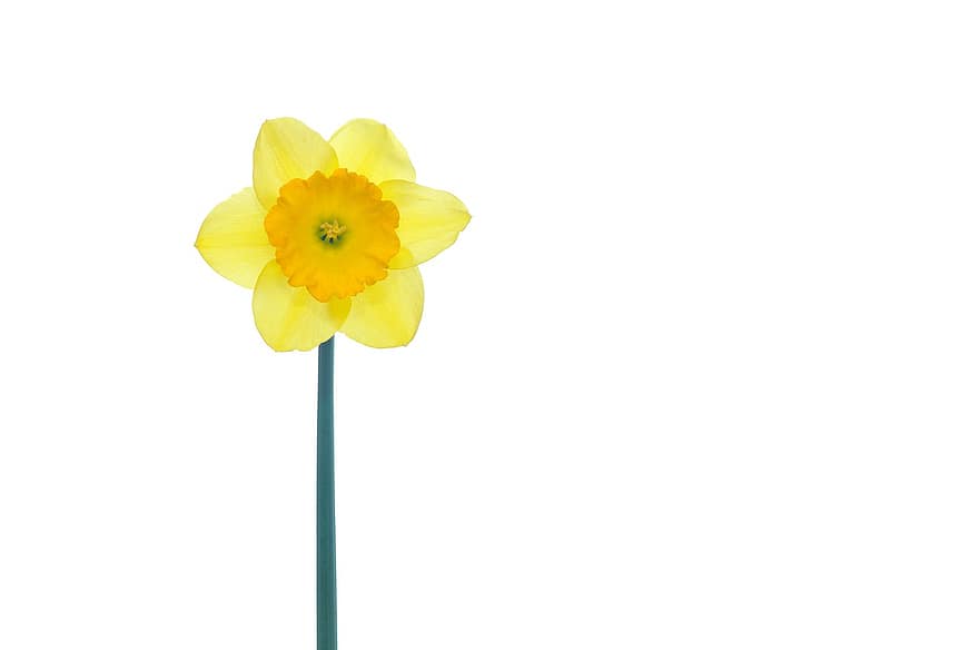 Flower, Spring, Daffodil, Bloom, Botanical, Drawing, Sketch, Nature, Petals, Flora, yellow