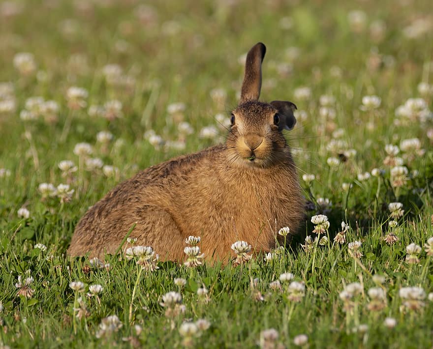 genç tavşan, tavşan yavrusu, tavşan, bebek tavşan, çimen
