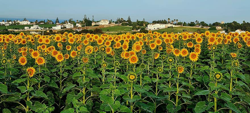 слънчогледи, поле, селско стопанство, слънчогледово поле, цветя, лято, жълти цветя, разцвет, цвят, панорама, панорамен