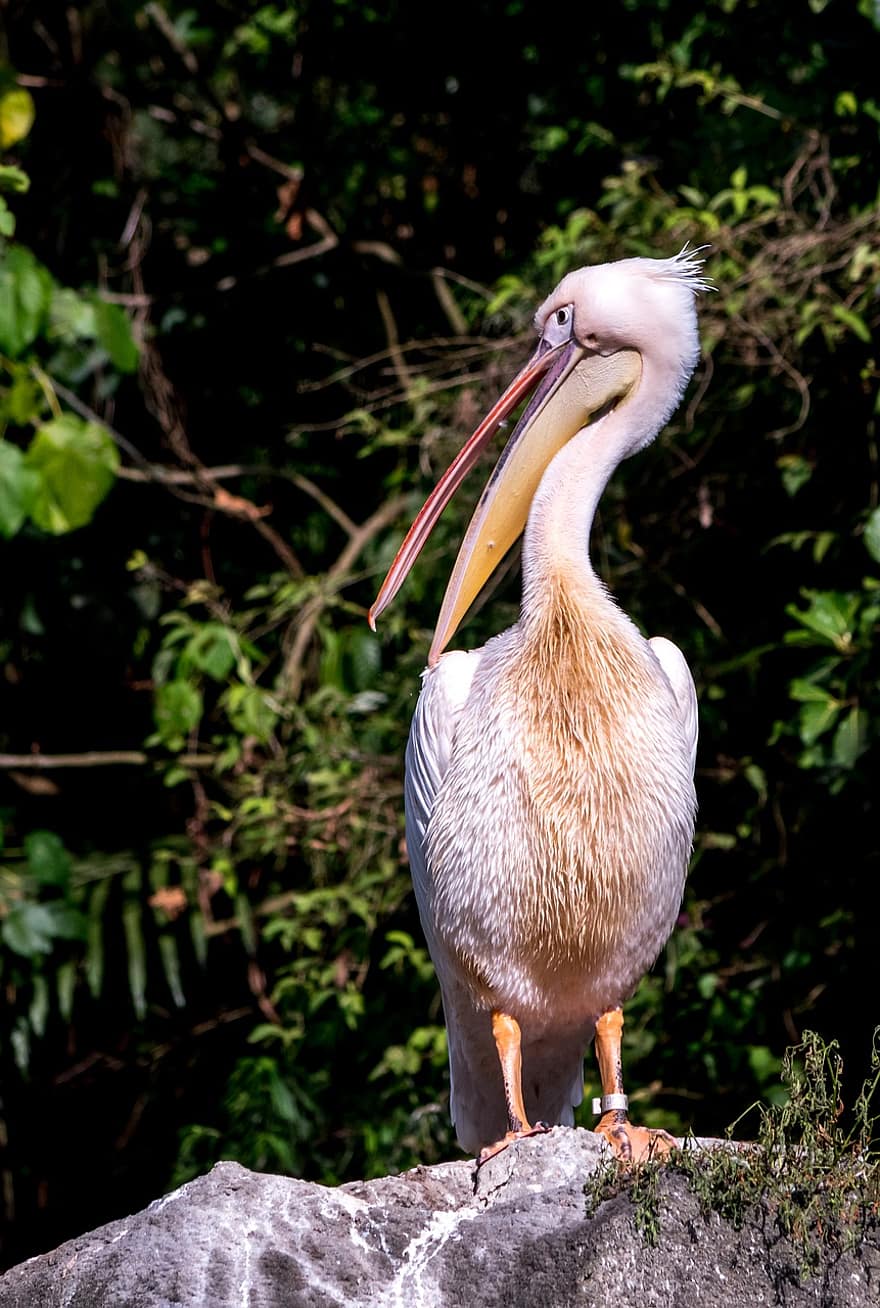 pássaro, pelicano, animais selvagens, animal, fauna, espécies
