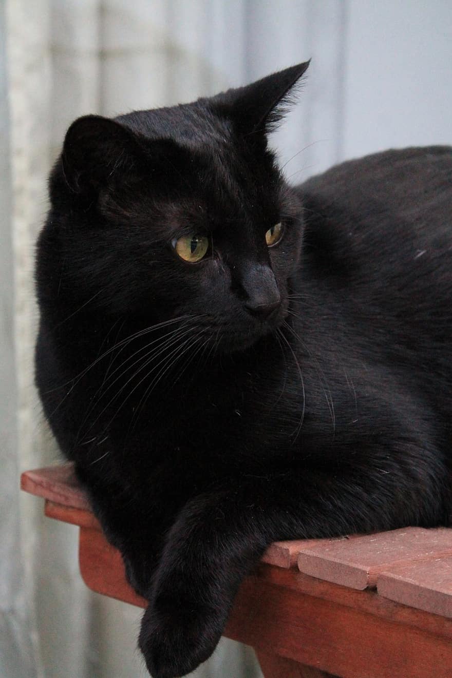 katė, naminių gyvūnėlių, kačių, gyvūnas, kailiai, juoda katė, katytė, vidaus, naminė katė, naminis gyvūnas, katės portretas