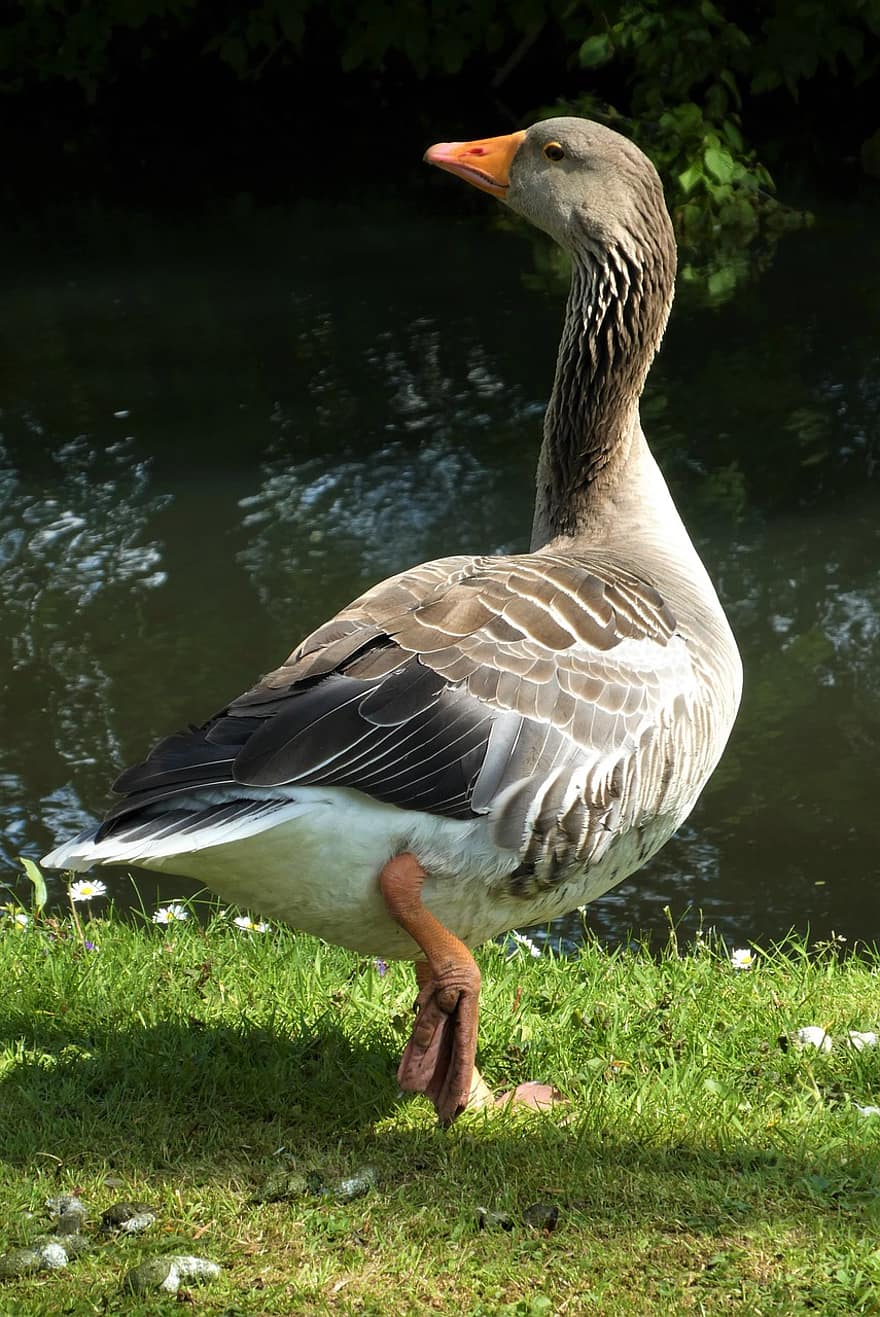 Greylag Goose, Goose, Bird, Waterfowl, Water Bird, Aquatic Bird, Animal, Plumage, Beak, Nature