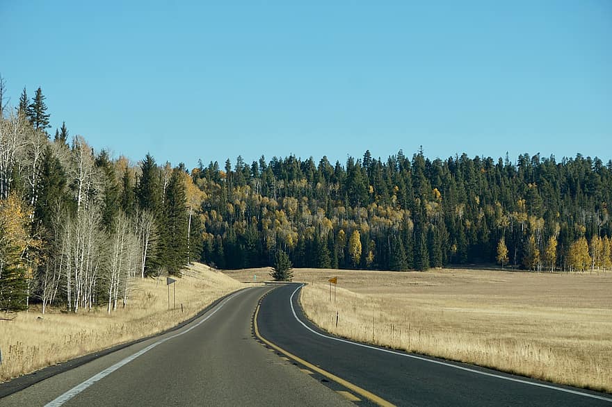 Road, Highway, Trees, Conifers, Coniferous, Forest, Woods, Meadow, Fields, Grasslands, Journey