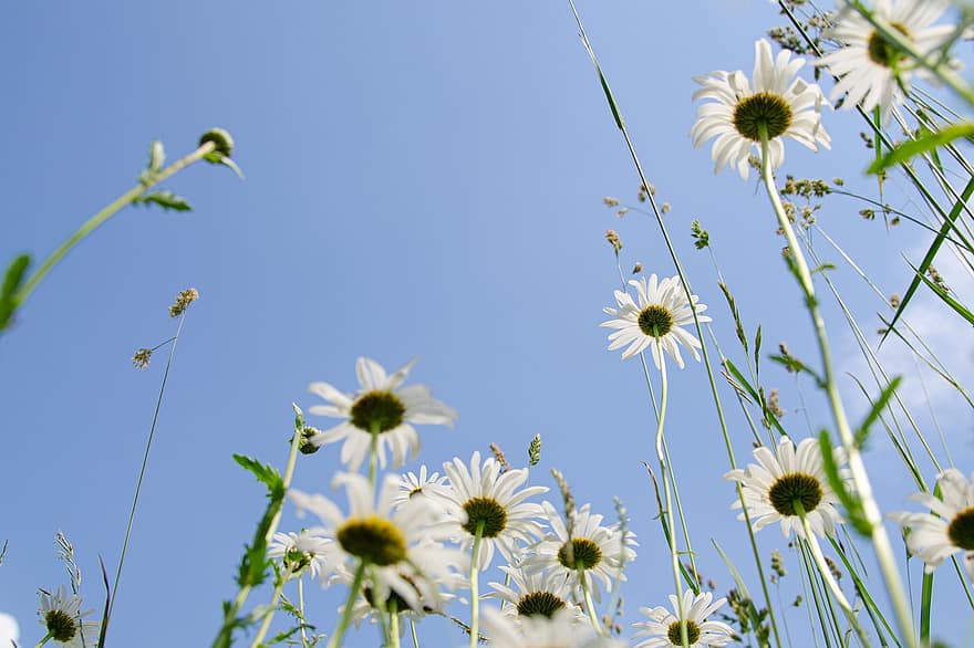 Daisies, Meadow, Flower Meadow, Sky, Blue, Ease, Backlighting, Dream, Summer Day, Flowers, Sun