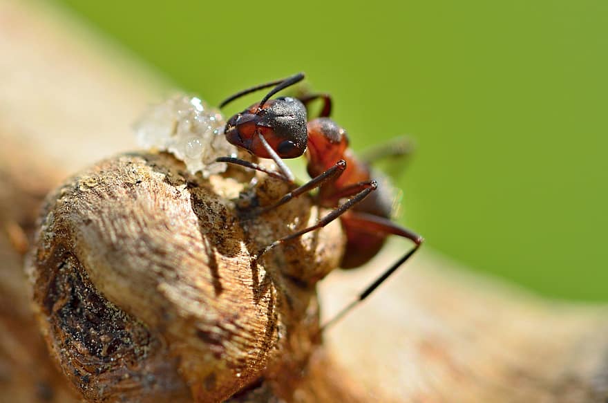 мравка, насекомо, буболечка, дърво, дънер, животно