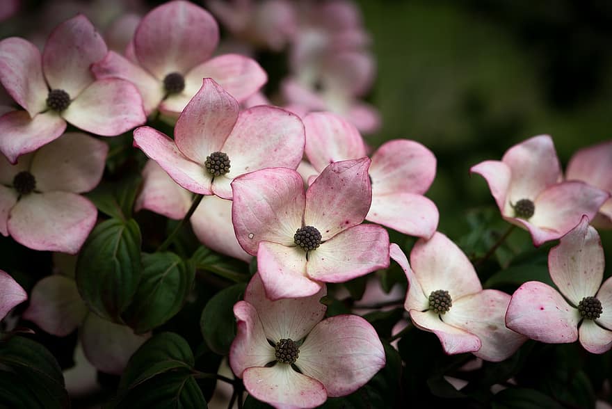 Dogwood, Flowers, Tree Blossoms, Bloom, Blossom, Pink Flowers, Pink Petals, Flora, Floriculture, Horticulture, Botany
