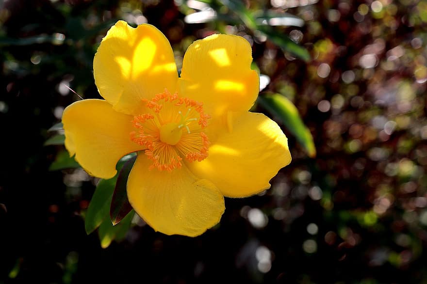 St John's Wort, Yellow Flower, Flowering Shrub, Garden, Gardening, Flora, Botany