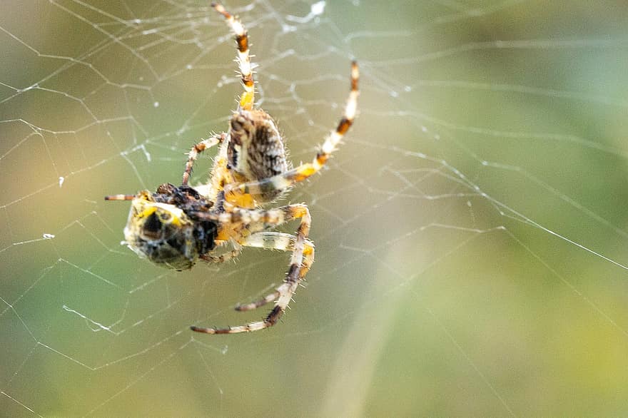 edderkopp, arachnid, spindelvev, spiser, rovdyret, web, orb, vever, insekt, bug, edderkoppfobi