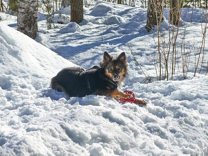 Hund, Tier, Winter, Finnland, Haustiere, Schnee, süß, reinrassiger Hund, Eckzahn, Hündchen, Wald