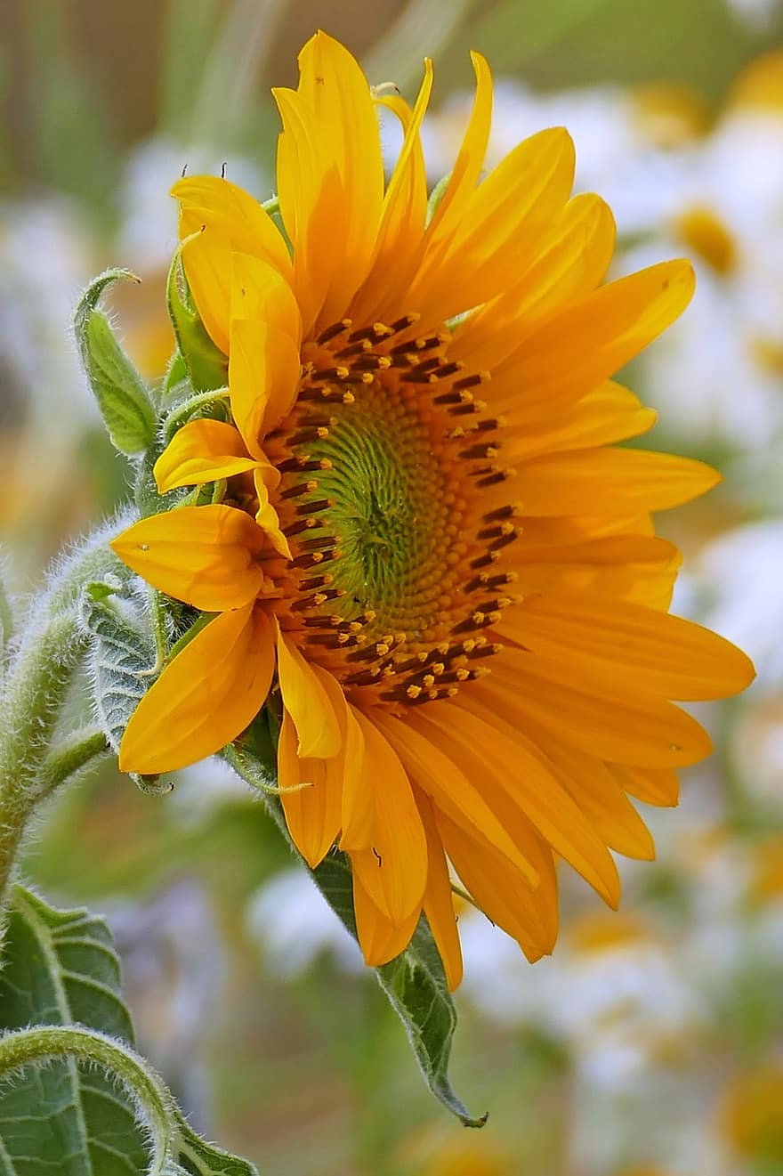 bunga matahari, mekar, berkembang, kelopak kuning, serbuk sari, alam, merapatkan, flora, botani, pemeliharaan bunga, hortikultura