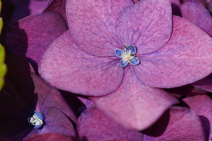 Hydrangea, Flower, Purple Flower, Petals, Purple Petals, Close Up, Plant, Blossom, Bloom, Flora, Nature