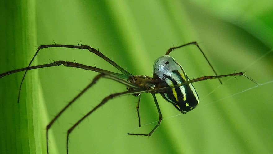 Spider, Insect, Bug, Nature, Macro, close-up, green color, animals in the wild, arachnid, arthropod, summer
