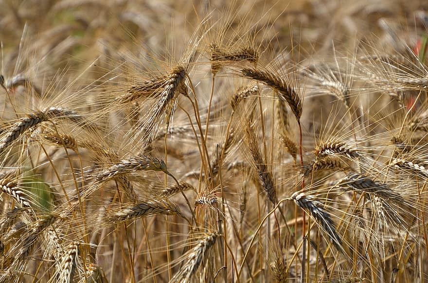 пшеница, зърнена закуска, зърно, природа, поле, полета
