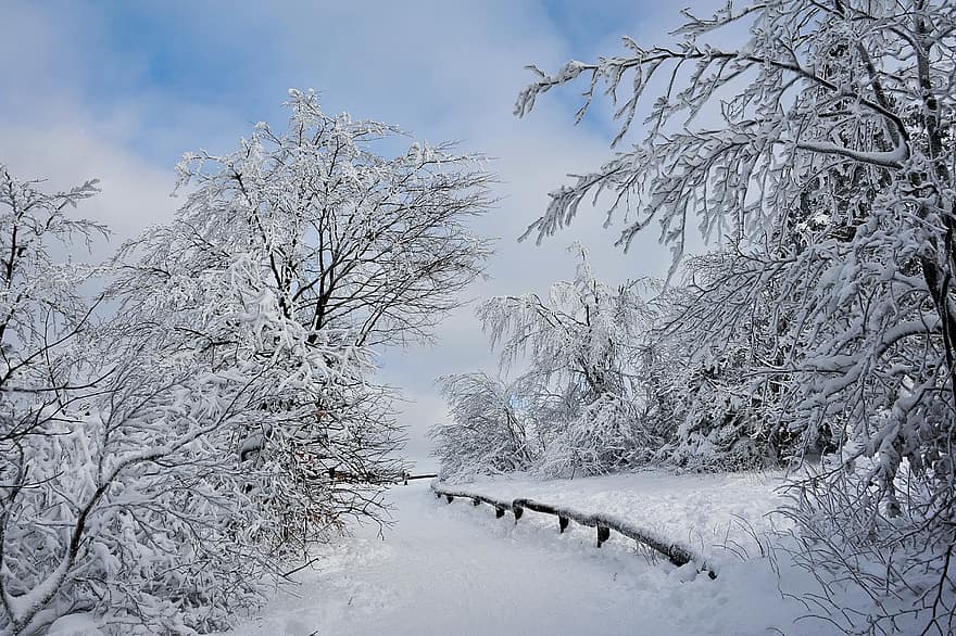 kış, ağaçlar, yol, orman, sezon, açık havada, seyahat, kar, ağaç, don, peyzaj