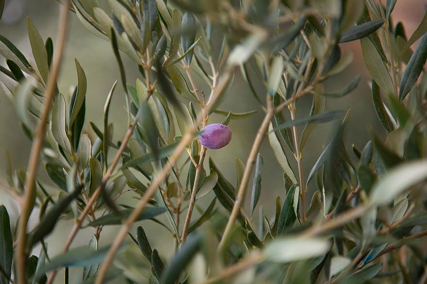 olive, Olivier, la nature, feuilles