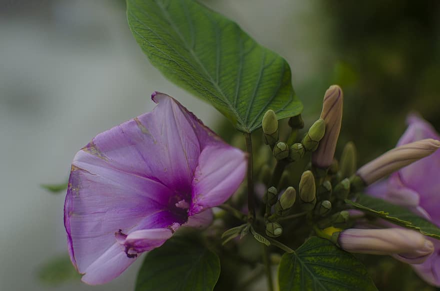gloria de la mañana, flor, flor Purpura, pétalos, pétalos morados, floración, flora, naturaleza