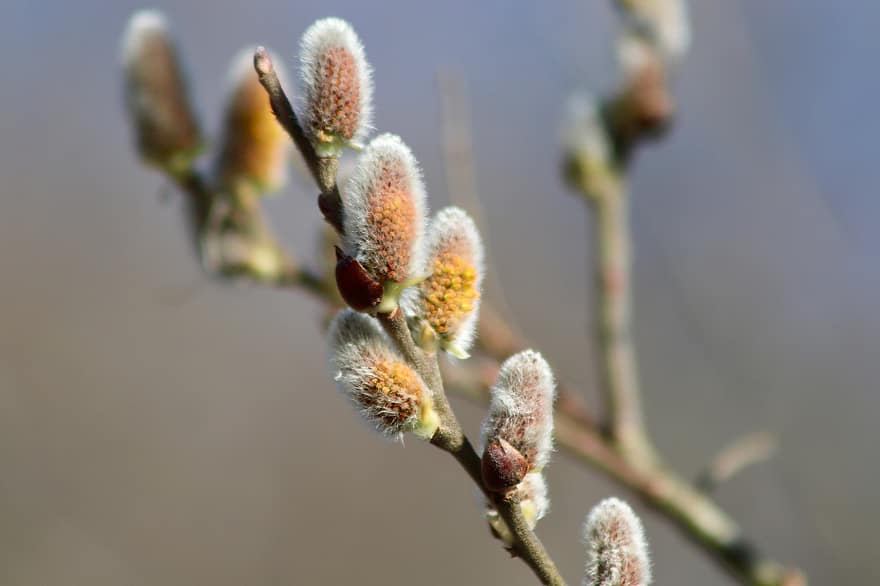 Willow Catkin, Kitten, Red-brown Willow, Pasture, Black-grey Willow, Salix Atrocinerea, Plant, Flower, Seed Stand, Seeds, Spring