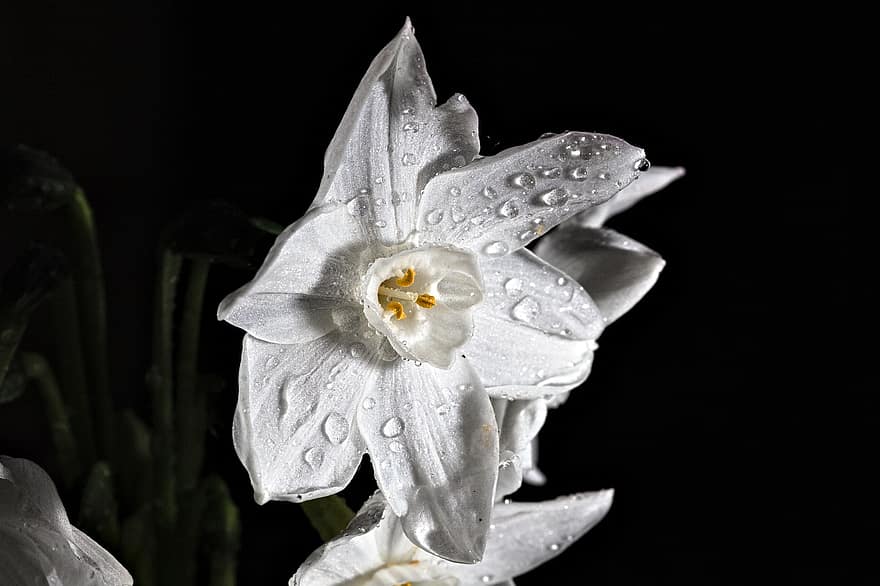 fiore, Narciso bianco carta, fioritura, fiorire, botanica, petali, pianta, natura, avvicinamento, petalo, foglia