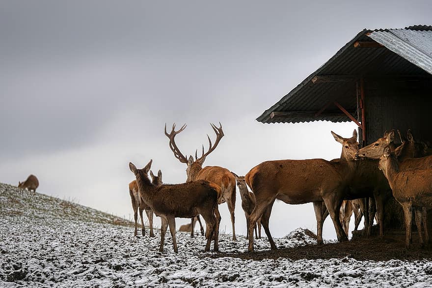 rusa, rusa bera, alam, tempat makan, musim dingin, salju, binatang