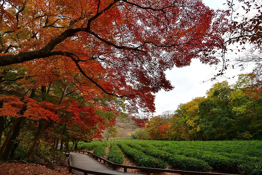 autunno, piantagione di tè, foresta, natura, giardino