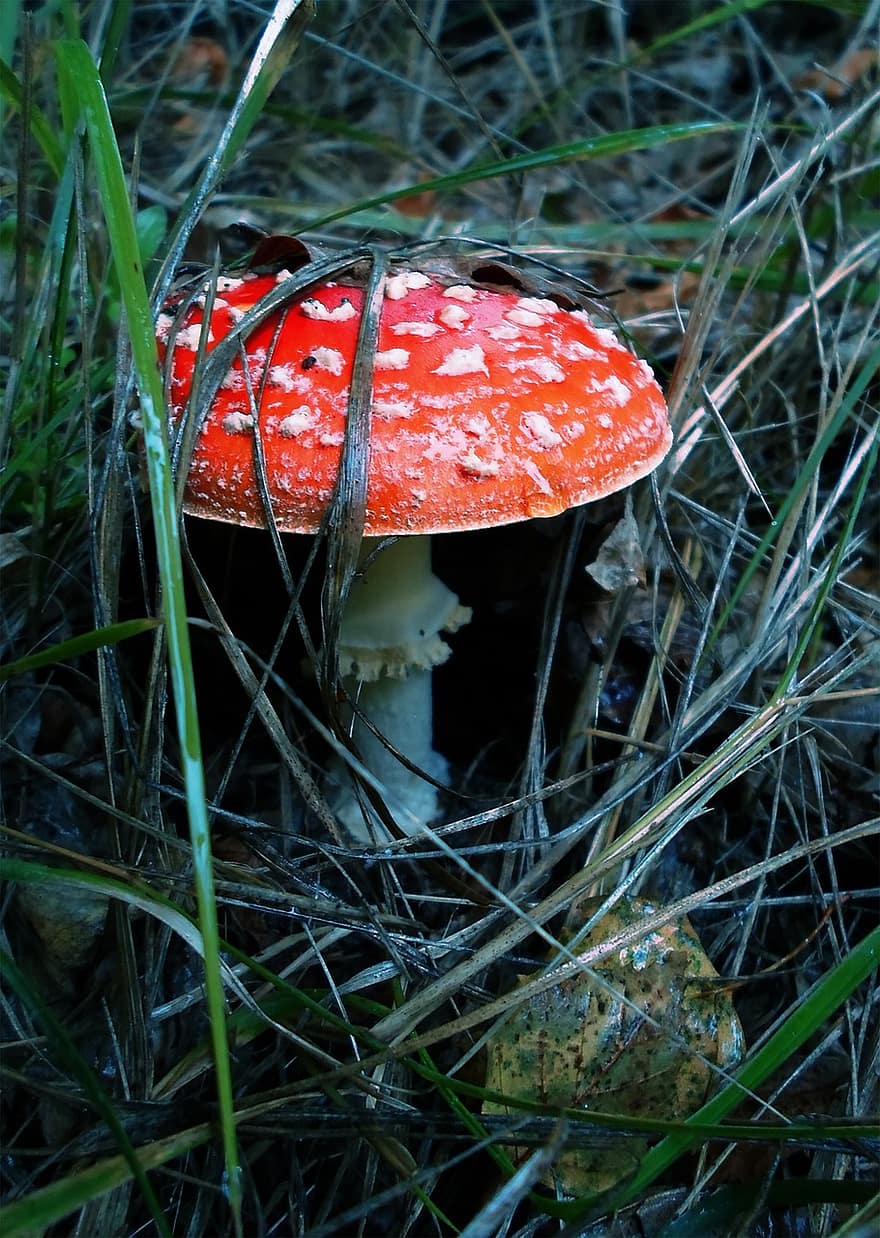 kulat, jamur, ilmu jamur, hutan, alam, merapatkan, terbang jamur agaric, musim gugur, beracun, musim, menanam
